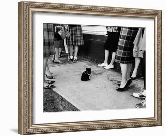 Little Black Kittens Waiting for Audition for Movie "Tales of Terror" in Hollywood-Ralph Crane-Framed Photographic Print