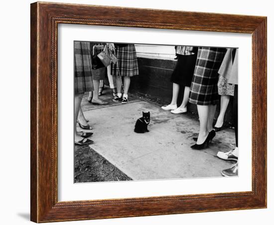 Little Black Kittens Waiting for Audition for Movie "Tales of Terror" in Hollywood-Ralph Crane-Framed Photographic Print