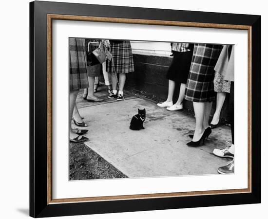 Little Black Kittens Waiting for Audition for Movie "Tales of Terror" in Hollywood-Ralph Crane-Framed Photographic Print