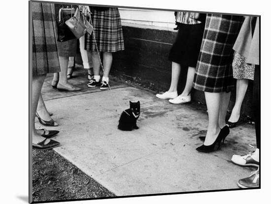 Little Black Kittens Waiting for Audition for Movie "Tales of Terror" in Hollywood-Ralph Crane-Mounted Photographic Print