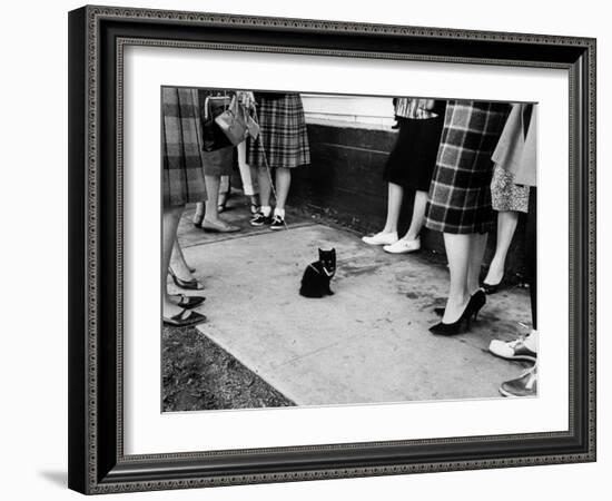 Little Black Kittens Waiting for Audition for Movie "Tales of Terror" in Hollywood-Ralph Crane-Framed Photographic Print