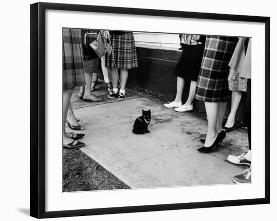 Little Black Kittens Waiting for Audition for Movie "Tales of Terror" in Hollywood-Ralph Crane-Framed Photographic Print