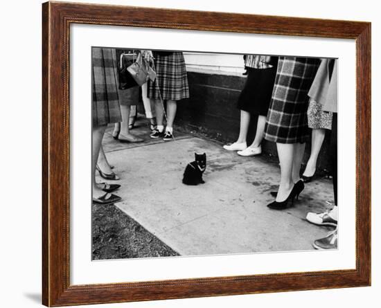 Little Black Kittens Waiting for Audition for Movie "Tales of Terror" in Hollywood-Ralph Crane-Framed Photographic Print