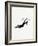 Little Black Shoe-Studio 5-Framed Art Print