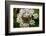 little blue, Cupid minimus, Hohe Tauern, Carinthia, East Tyrol, Austria-Christian Zappel-Framed Photographic Print