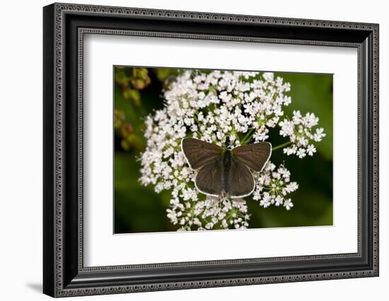 little blue, Cupid minimus, Hohe Tauern, Carinthia, East Tyrol, Austria-Christian Zappel-Framed Photographic Print