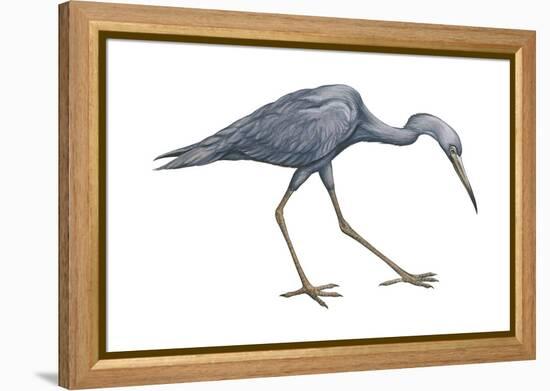 Little Blue Heron (Egretta Caerulea), Birds-Encyclopaedia Britannica-Framed Stretched Canvas