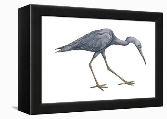 Little Blue Heron (Egretta Caerulea), Birds-Encyclopaedia Britannica-Framed Stretched Canvas