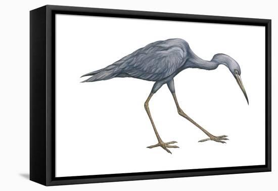 Little Blue Heron (Egretta Caerulea), Birds-Encyclopaedia Britannica-Framed Stretched Canvas