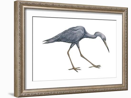Little Blue Heron (Egretta Caerulea), Birds-Encyclopaedia Britannica-Framed Art Print