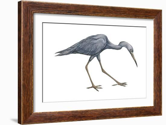 Little Blue Heron (Egretta Caerulea), Birds-Encyclopaedia Britannica-Framed Art Print