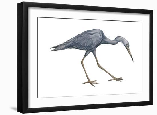 Little Blue Heron (Egretta Caerulea), Birds-Encyclopaedia Britannica-Framed Art Print