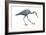 Little Blue Heron (Egretta Caerulea), Birds-Encyclopaedia Britannica-Framed Art Print