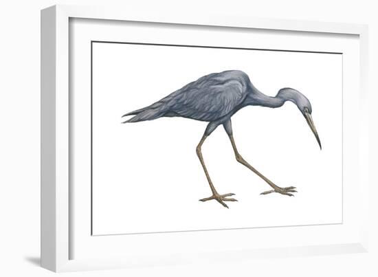 Little Blue Heron (Egretta Caerulea), Birds-Encyclopaedia Britannica-Framed Art Print