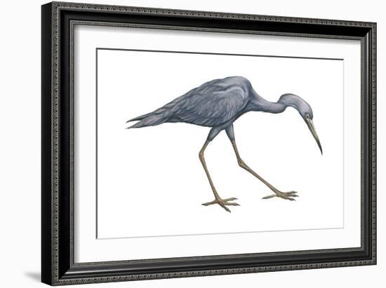 Little Blue Heron (Egretta Caerulea), Birds-Encyclopaedia Britannica-Framed Art Print