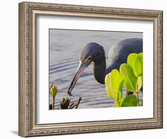 Little Blue Heron with crab, Ding Darling National Wildlife Refuge, Sanibel Island, Florida.-William Sutton-Framed Photographic Print