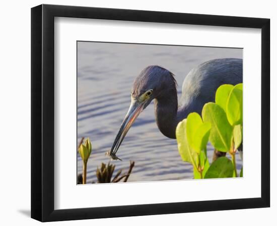 Little Blue Heron with crab, Ding Darling National Wildlife Refuge, Sanibel Island, Florida.-William Sutton-Framed Photographic Print