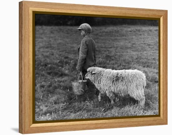 Little Boy Carring a Metal Pail of Feed is Followed by a Hungry Sheep!-null-Framed Premier Image Canvas