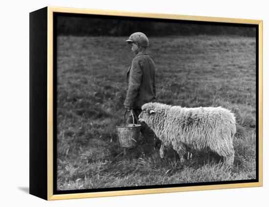 Little Boy Carring a Metal Pail of Feed is Followed by a Hungry Sheep!-null-Framed Premier Image Canvas