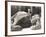 Little Boy Reading a Book on Sleeping Elephant-null-Framed Photo