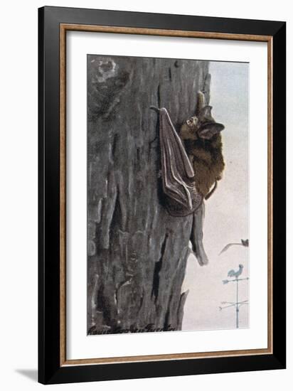 Little Brown Bat-Louis Agassiz Fuertes-Framed Giclee Print