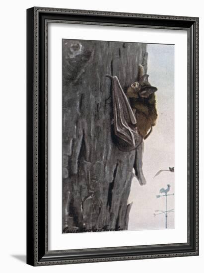 Little Brown Bat-Louis Agassiz Fuertes-Framed Giclee Print