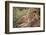 Little Buddies-Mark Bridger-Framed Art Print