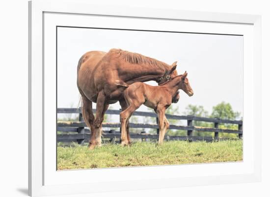 Little Champion-Wink Gaines-Framed Giclee Print