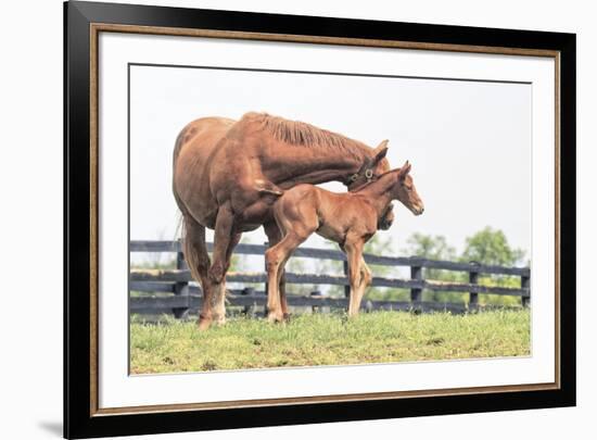 Little Champion-Wink Gaines-Framed Giclee Print