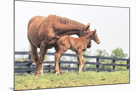 Little Champion-Wink Gaines-Mounted Giclee Print