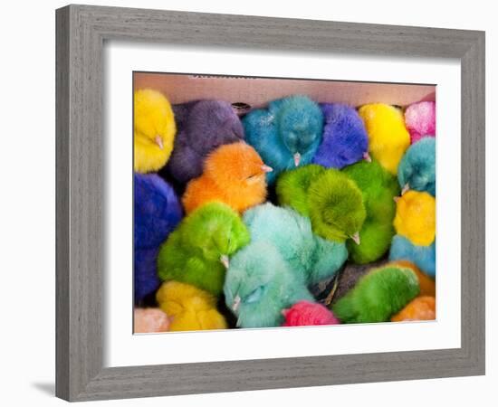 Little Colorful Chicks to Sell as Pets for Easter, Fes, Morocco-Jutta Riegel-Framed Photographic Print