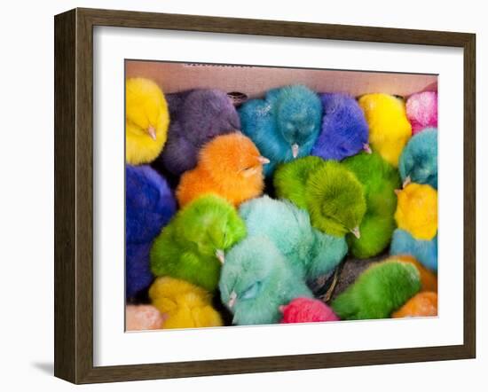 Little Colorful Chicks to Sell as Pets for Easter, Fes, Morocco-Jutta Riegel-Framed Photographic Print