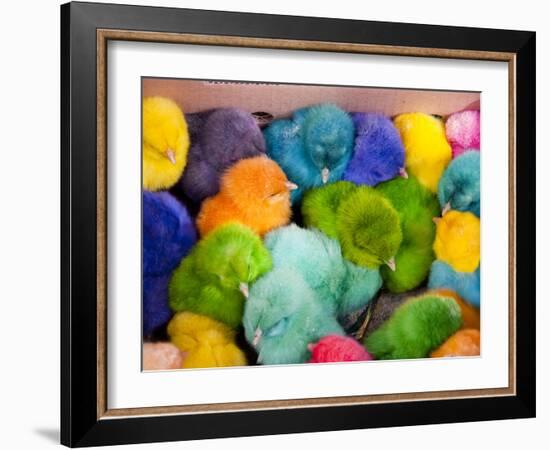 Little Colorful Chicks to Sell as Pets for Easter, Fes, Morocco-Jutta Riegel-Framed Photographic Print