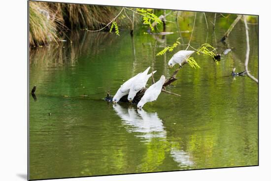 Little Corellas drinking from pond, Australia-Mark A Johnson-Mounted Photographic Print