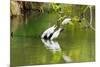 Little Corellas drinking from pond, Australia-Mark A Johnson-Mounted Photographic Print