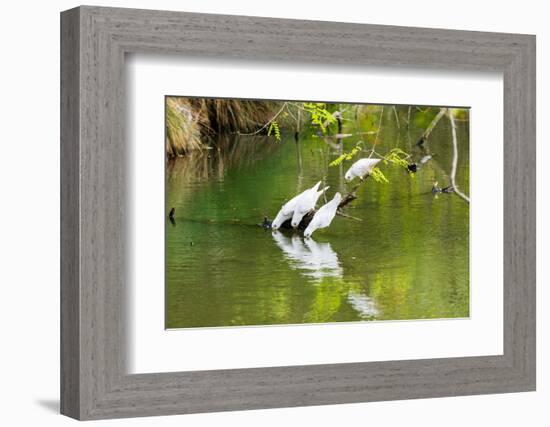 Little Corellas drinking from pond, Australia-Mark A Johnson-Framed Photographic Print