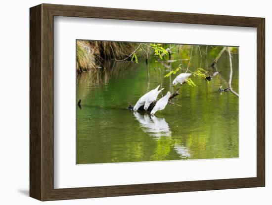 Little Corellas drinking from pond, Australia-Mark A Johnson-Framed Photographic Print