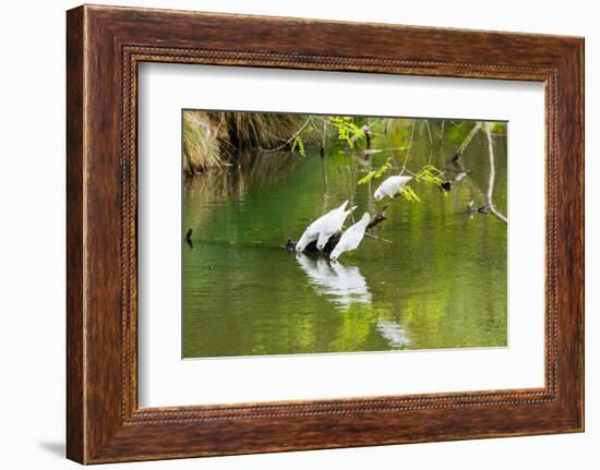 Little Corellas drinking from pond, Australia-Mark A Johnson-Framed Photographic Print