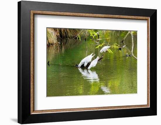 Little Corellas drinking from pond, Australia-Mark A Johnson-Framed Photographic Print