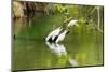 Little Corellas drinking from pond, Australia-Mark A Johnson-Mounted Photographic Print