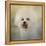 Little Cotton Ball Bichon Frise-Jai Johnson-Framed Premier Image Canvas