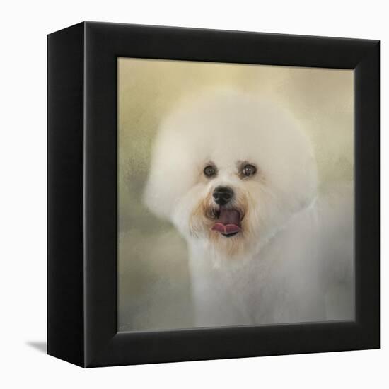 Little Cotton Ball Bichon Frise-Jai Johnson-Framed Premier Image Canvas