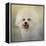 Little Cotton Ball Bichon Frise-Jai Johnson-Framed Premier Image Canvas