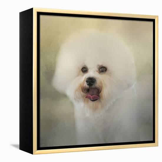 Little Cotton Ball Bichon Frise-Jai Johnson-Framed Premier Image Canvas