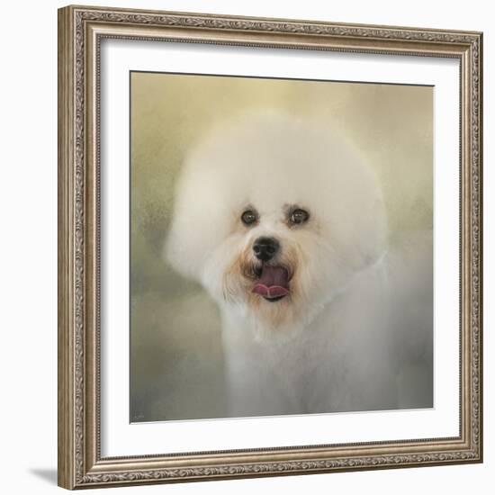 Little Cotton Ball Bichon Frise-Jai Johnson-Framed Giclee Print