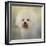 Little Cotton Ball Bichon Frise-Jai Johnson-Framed Giclee Print