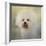 Little Cotton Ball Bichon Frise-Jai Johnson-Framed Giclee Print