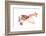 Little Cute Beach Puppy Resting In Chair-Ivonnewierink-Framed Photographic Print