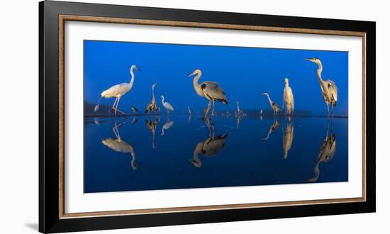 Little Egret (Egretta Garzetta) and Grey Herons (Ardea Cinerea) Reflected in Lake at Twilight-Bence Mate-Framed Photographic Print