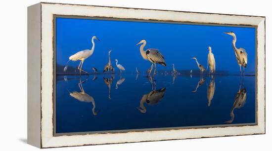 Little Egret (Egretta Garzetta) and Grey Herons (Ardea Cinerea) Reflected in Lake at Twilight-Bence Mate-Framed Premier Image Canvas